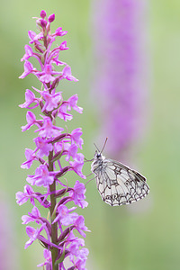 Melanargia galathea (Nymphalidae)  - Demi-Deuil, Échiquier, Échiquier commun, Arge galathée Marne [France] 05/07/2013 - 220m