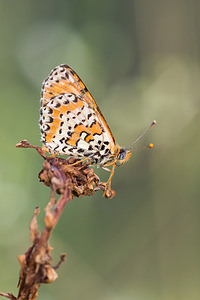 Melitaea didyma (Nymphalidae)  - Mélitée orangée - Spotted Fritillary Meuse [France] 26/07/2013 - 340m