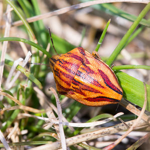 Odontotarsus purpureolineatus (Scutelleridae)  Meuse [France] 26/07/2013 - 340m