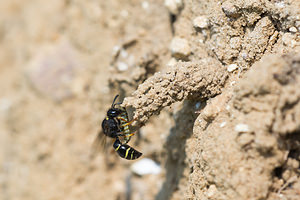 Odynerus spinipes (Vespidae)  - Spiny Mason Wasp Marne [France] 06/07/2013 - 210mOdyn?re entrain d'introduire une larve dans sons nid