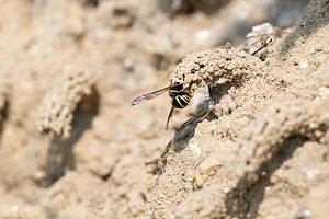 Odynerus spinipes (Vespidae)  - Spiny Mason Wasp Marne [France] 06/07/2013 - 210m