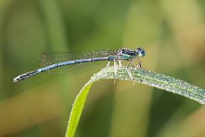 Platycnemis pennipes (Platycnemididae)  - Agrion à larges pattes, Pennipatte bleuâtre - White-legged Damselfly, Blue featherleg Pas-de-Calais [France] 21/07/2013 - 40m