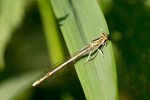 Platycnemis pennipes (Platycnemididae)  - Agrion à larges pattes, Pennipatte bleuâtre - White-legged Damselfly, Blue featherleg Pas-de-Calais [France] 21/07/2013 - 40m