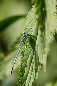 Platycnemis pennipes (Platycnemididae)  - Agrion à larges pattes, Pennipatte bleuâtre - White-legged Damselfly, Blue featherleg Pas-de-Calais [France] 21/07/2013 - 40m