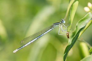 Platycnemis pennipes (Platycnemididae)  - Agrion à larges pattes, Pennipatte bleuâtre - White-legged Damselfly, Blue featherleg Meuse [France] 26/07/2013 - 340m