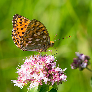 Speyeria aglaja (Nymphalidae)  - Grand Nacré, Aglaé, Moyen-Nacré - Dark Green Fritillary Meuse [France] 27/07/2013 - 330m