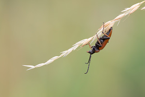 Stictoleptura rubra (Cerambycidae)  - Lepture cardinale (femelle), Lepture papale (mÃ¢le), Lepture rouge Meuse [France] 26/07/2013 - 340mfemelle (elytres et pronotum rouge)