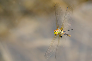 Sympetrum sanguineum (Libellulidae)  - Sympétrum sanguin, Sympétrum rouge sang - Ruddy Darter Marne [France] 05/07/2013 - 220mOl? !