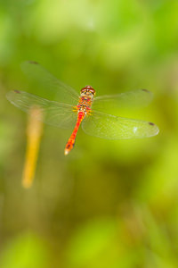 Sympetrum sanguineum (Libellulidae)  - Sympétrum sanguin, Sympétrum rouge sang - Ruddy Darter Nord [France] 14/07/2013 - 10m