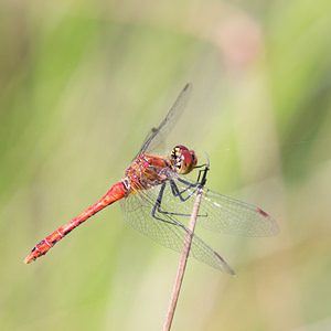 Sympetrum sanguineum (Libellulidae)  - Sympétrum sanguin, Sympétrum rouge sang - Ruddy Darter Aisne [France] 28/07/2013 - 70m