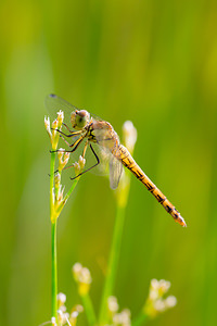 Sympetrum striolatum (Libellulidae)  - Sympétrum fascié - Common Darter Nord [France] 14/07/2013