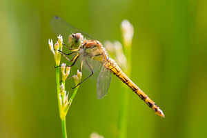 Sympetrum striolatum (Libellulidae)  - Sympétrum fascié - Common Darter Nord [France] 14/07/2013