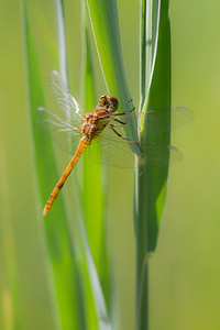 Sympetrum striolatum (Libellulidae)  - Sympétrum fascié - Common Darter Nord [France] 21/07/2013 - 20mimmature