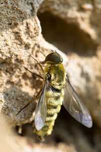 Villa hottentotta (Bombyliidae)  Marne [France] 06/07/2013 - 210m