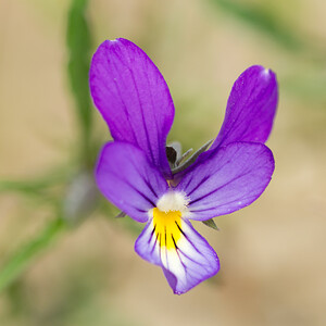 Viola tricolor subsp. curtisii (Violaceae)  - Violette de Curtis, Pensée de Curtis Nord [France] 14/07/2013 - 10m