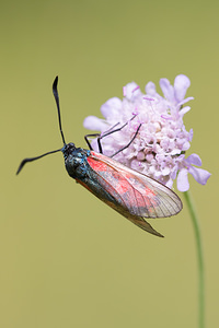 Zygaena loti (Zygaenidae)  - Zygène du Lotier, la Zygène du Fer-à-Cheval, Zygène de la Faucille, Zygène de lHippocrepis - Slender Scotch Burnet Aisne [France] 28/07/2013 - 110m