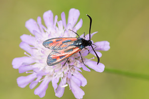 Zygaena loti (Zygaenidae)  - Zygène du Lotier, la Zygène du Fer-à-Cheval, Zygène de la Faucille, Zygène de lHippocrepis - Slender Scotch Burnet Aisne [France] 28/07/2013 - 90m