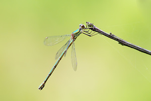 Chalcolestes viridis (Lestidae)  - Leste vert - Green Emerald Damselfly Turnhout [Belgique] 15/08/2013 - 30m