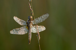 Crocothemis erythraea (Libellulidae)  - Crocothémis écarlate - Scarlet Dragonfly Turnhout [Belgique] 16/08/2013 - 30m