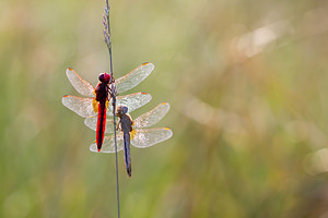 Crocothemis erythraea (Libellulidae)  - Crocothémis écarlate - Scarlet Dragonfly Turnhout [Belgique] 16/08/2013 - 30m