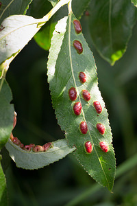 Euura proxima (Tenthredinidae)  Maaseik [Belgique] 16/08/2013 - 30mGalle sur feuilles de saule