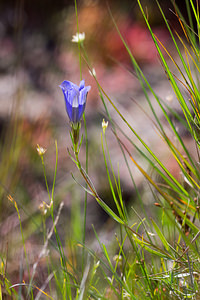 Gentiana pneumonanthe (Gentianaceae)  - Gentiane pneumonanthe, Gentiane des marais, Gentiane pulmonaire des marais - Marsh Gentian  [Pays-Bas] 16/08/2013 - 40m