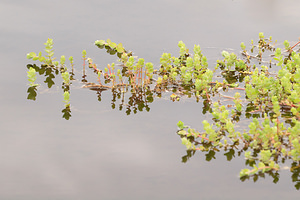 Hypericum elodes (Hypericaceae)  - Millepertuis des marais - Marsh St John's-wort  [Pays-Bas] 17/08/2013 - 20m