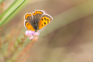 Lycaena phlaeas (Lycaenidae)  - Cuivré commun, Argus bronzé, Bronzé - Small Copper Anvers [Belgique] 17/08/2013 - 20m