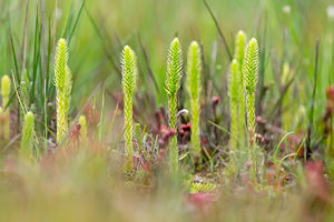 Lycopodiella inundata (Lycopodiaceae)  - Lycopode des tourbières, Lycopode inondé - Marsh Clubmoss  [Pays-Bas] 17/08/2013 - 20m