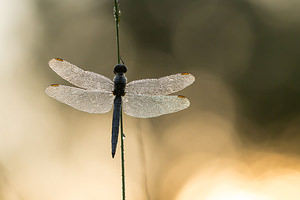 Orthetrum coerulescens (Libellulidae)  - Orthétrum bleuissant - Keeled Skimmer Turnhout [Belgique] 16/08/2013 - 30m