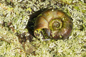 Planorbis planorbis (Planorbidae)  - Planorbe commune - Margined Ramshorn Maaseik [Belgique] 16/08/2013 - 30m