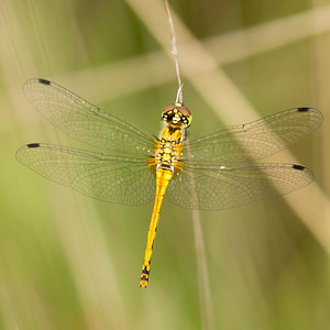 Sympetrum danae (Libellulidae)  - Sympétrum noir - Black Darter Anvers [Belgique] 17/08/2013 - 20m