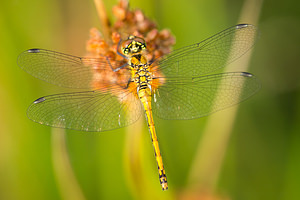 Sympetrum danae (Libellulidae)  - Sympétrum noir - Black Darter Anvers [Belgique] 17/08/2013 - 20m