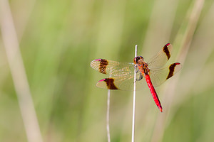 Sympetrum pedemontanum (Libellulidae)  - Sympétrum du Piémont - Banded Darter Turnhout [Belgique] 15/08/2013 - 30m