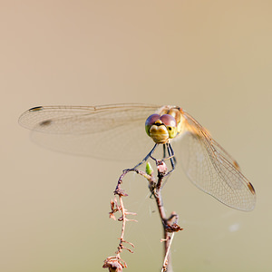 Sympetrum striolatum (Libellulidae)  - Sympétrum fascié - Common Darter Turnhout [Belgique] 15/08/2013 - 30m