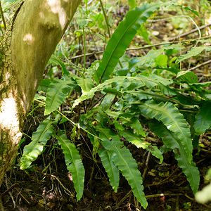 Asplenium scolopendrium (Aspleniaceae)  - Doradille scolopendre, Scolopendre, Scolopendre officinale, Langue-de-cerf - Hart's-tongue Pas-de-Calais [France] 24/09/2013 - 10m