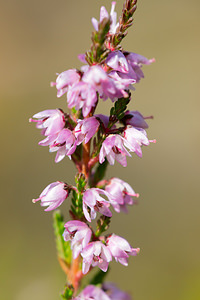 Calluna vulgaris (Ericaceae)  - Callune commune, Callune, Béruée, Bruyère commune - Heather Ath [Belgique] 07/09/2013 - 50m