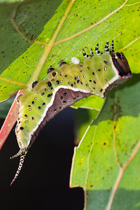 Cerura vinula (Notodontidae)  - Grande Queue-Fourchue - Puss Moth Pas-de-Calais [France] 24/09/2013 - 10m
