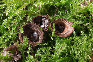 Cyathus striatus (Nidulariaceae)  - Cyathe strié - Fluted Bird's Nest Somme [France] 23/09/2013 - 60m