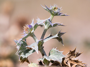 Eryngium maritimum (Apiaceae)  - Panicaut maritime, Panicaut de mer, Chardon des dunes, Chardon bleu, Panicaut des dunes - Sea Holly Pas-de-Calais [France] 24/09/2013