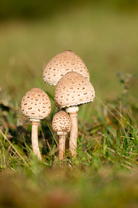 Macrolepiota procera Lépiote élevée, Grande coulemelle Parasol