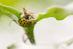 Psyllobora vigintiduopunctata (Coccinellidae)  - Coccinelle à 22 points - 22-spot Ladybird Ath [Belgique] 07/09/2013 - 60m
