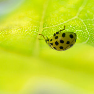 Psyllobora vigintiduopunctata (Coccinellidae)  - Coccinelle à 22 points - 22-spot Ladybird Ath [Belgique] 07/09/2013 - 60m