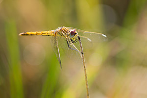 Sympetrum fonscolombii (Libellulidae)  - Sympétrum de Fonscolombe - Red-veined Darter Pas-de-Calais [France] 24/09/2013 - 10m