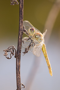 Sympetrum fonscolombii (Libellulidae)  - Sympétrum de Fonscolombe - Red-veined Darter Pas-de-Calais [France] 24/09/2013 - 10m