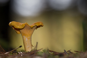 Craterellus lutescens (Cantharellaceae)  - Chanterelle jaune - Golden Chanterelle Marne [France] 20/10/2013 - 290m