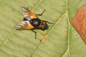 Mesembrina meridiana (Muscidae)  Marne [France] 19/10/2013 - 150m