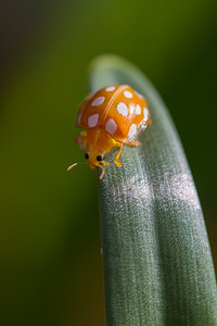 Halyzia sedecimguttata Grande coccinelle orange 16-spot Ladybird [Halyzia sedecimguttata]