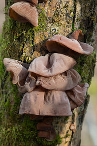 Auricularia auricula-judae (Auriculariaceae)  - Oreille de Judas - Jelly Ear Nord [France] 02/03/2014 - 40m