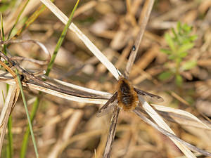 Bombylius major (Bombyliidae)  - Grand bombyle - Bee Fly Nord [France] 29/03/2014 - 10m